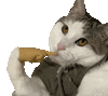 萌宠 猫咪 疑问 呆萌 可爱