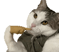 萌宠 猫咪 疑问 呆萌 可爱