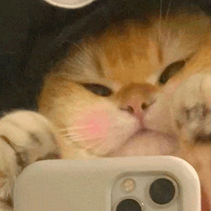 萌宠 猫咪 玩手机 呆萌 可爱