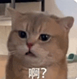 萌宠 猫咪 啊 呆萌 可爱