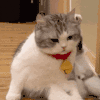 萌宠 猫咪 ？ 呆萌 可爱
