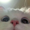 猫咪 可爱 搞怪 逗