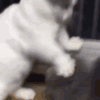 萌宠 猫咪 打你 呆萌 可爱