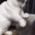 萌宠 猫咪 打你 呆萌 可爱