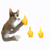 猫咪 可爱 搞怪 沙雕