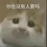 萌寵 貓咪 你也沒有人要嗎 呆萌 可愛