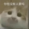 萌宠 猫咪 你也没有人要吗 呆萌 可爱