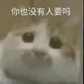 萌宠 猫咪 你也没有人要吗 呆萌 可爱