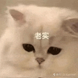 萌宠 猫咪 老实 呆萌 可爱