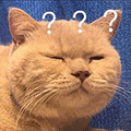 萌宠 猫咪 ？？？ 呆萌 可爱