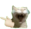 萌宠 猫咪 哭 呆萌 可爱