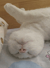 萌宠 猫咪 睡觉 呆萌 可爱