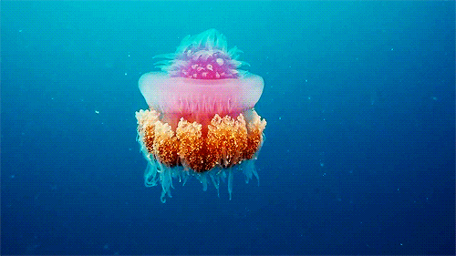 水母海洋动物蛋糕漂亮gif动图