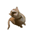 萌宠 猫咪 吃 呆萌 可爱