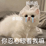 萌寵 貓咪 你忍心晾著我嘛 呆萌 可愛