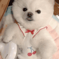 萌宠 狗 睡觉 呆萌 可爱