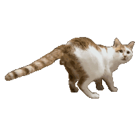 猫meme 猫猫 抽象 搞怪