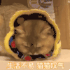萌宠 猫咪 生活不易 猫猫叹气 呆萌 可爱