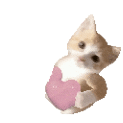 猫meme 猫猫 抽象 搞怪