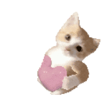 猫meme 猫猫 抽象 搞怪