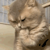 萌宠 猫咪 咬手 呆萌 可爱