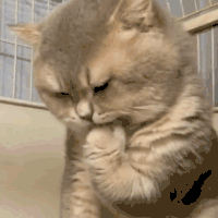 萌宠 猫咪 咬手 呆萌 可爱