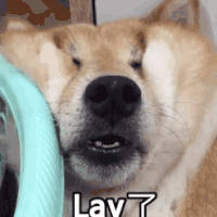 萌宠 狗狗 lay了 呆萌 可爱
