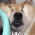 萌宠 狗狗 lay了 呆萌 可爱