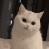 萌宠 猫咪 生气 呆萌 可爱