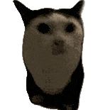 萌宠 猫咪 走路 呆萌 可爱