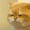 萌宠 猫咪 无聊 呆萌 可爱