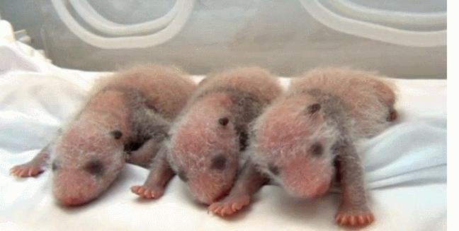 刚出生gif熊猫gif小小gif萌萌哒gif