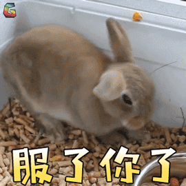 兔子吃草动图表情包图片