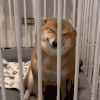 柴犬 可爱 沙雕 搞笑
