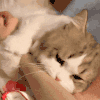 萌宠 猫咪 咬 呆萌 可爱