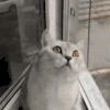萌宠 猫咪 戳 呆萌 可爱