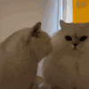 萌宠 猫咪 亲 呆萌 可爱
