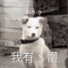 萌宠 狗狗 我有点懵 呆萌 可爱