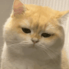 萌宠 猫咪 不开心 呆萌 可爱