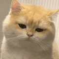 萌宠 猫咪 不开心 呆萌 可爱