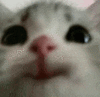 萌宠 猫咪 开心 呆萌 可爱