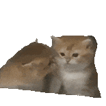 猫meme 猫猫 抽象 搞怪