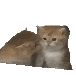 猫meme 猫猫 抽象 搞怪