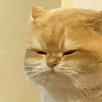 萌宠 猫咪 困 呆萌 可爱