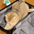 萌宠 猫咪 困了 呆萌 可爱