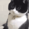 萌宠 猫咪 吃惊 呆萌 可爱