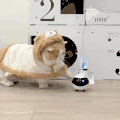 萌宠 猫咪 打你 呆萌 可爱