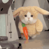 萌宠 猫咪 来啦 呆萌 可爱
