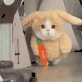 萌宠 猫咪 来啦 呆萌 可爱