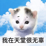 萌宠 猫咪 我在天堂很无辜 呆萌 可爱